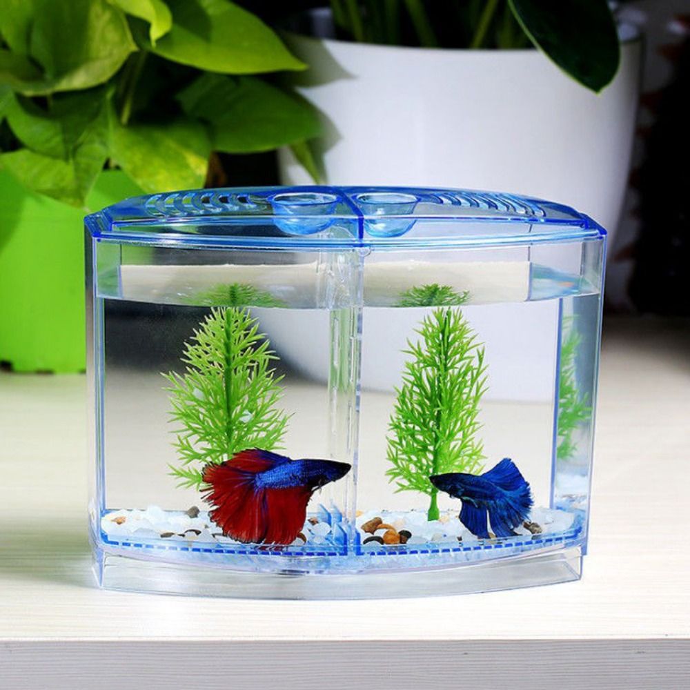 Transparent Betta Fish Tank, D - Aquarium Fish Cave ulasan dan harga